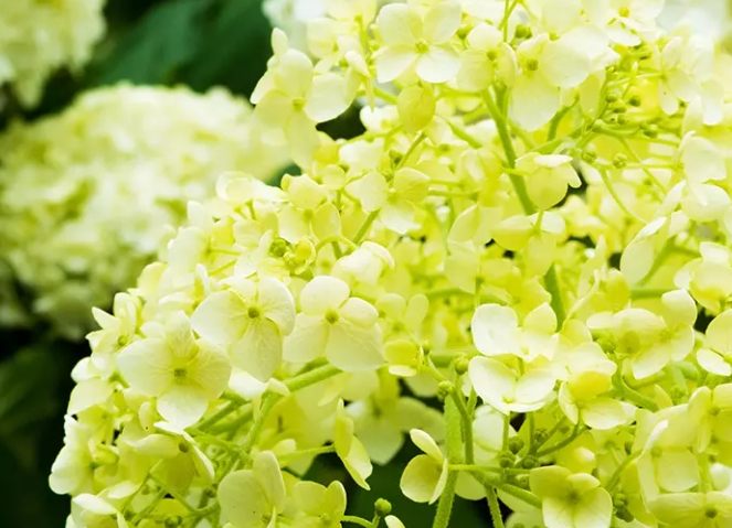 繡球花象征意義