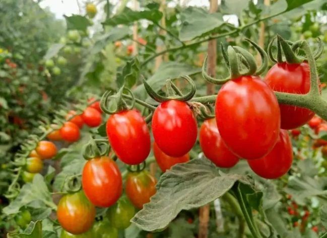 小番茄營養價值