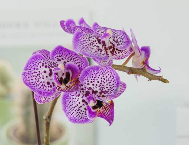 蝴蝶蘭開花後處理