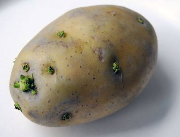 馬鈴薯禁忌