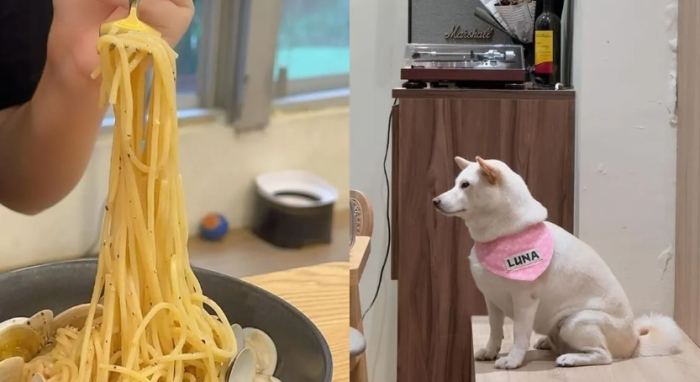 寵物友善義大利麵餐廳