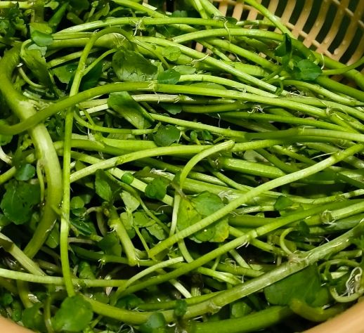 西洋菜食用方法