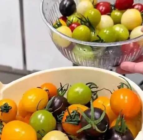 小番茄種植技巧