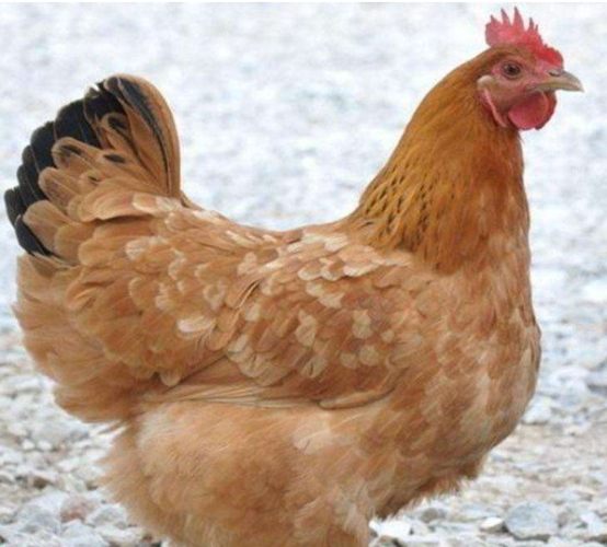 雞性別辨識方法