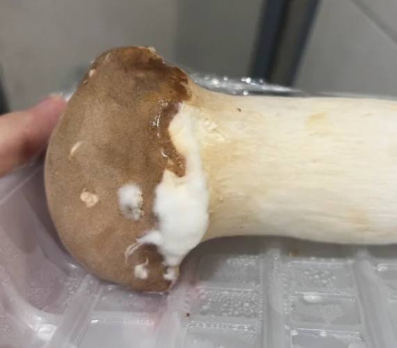 杏鮑菇保鮮方法