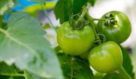 綠番茄好處