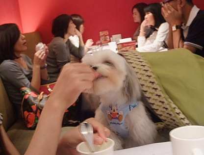 寵物友善購物中心