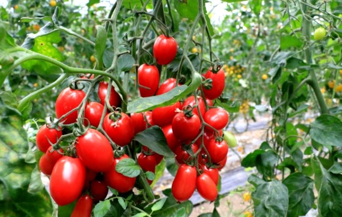 小番茄營養價值