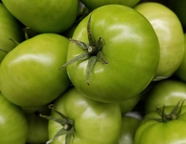 未成熟番茄食用