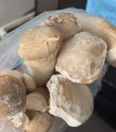 杏鮑菇壞掉判斷