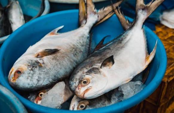 糖尿病魚類選擇