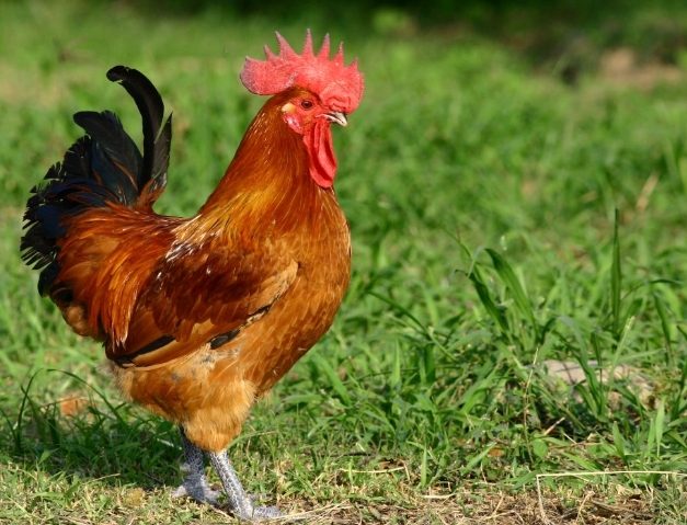 白斬雞雞種選擇