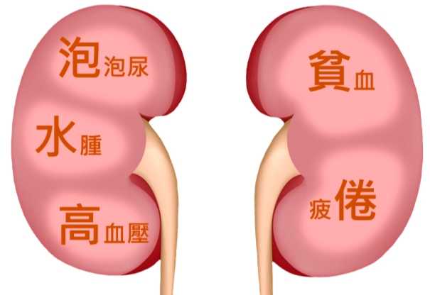 腎臟保健飲食