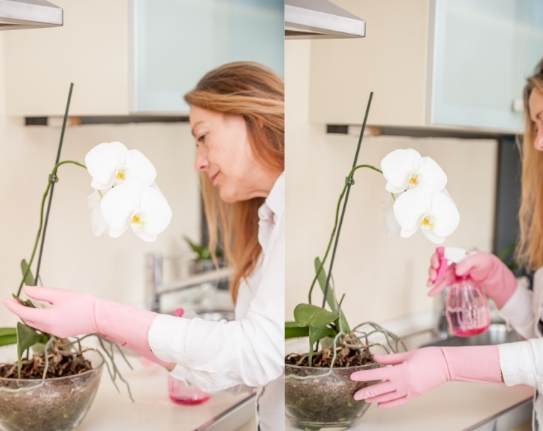 蝴蝶蘭淋水頻率