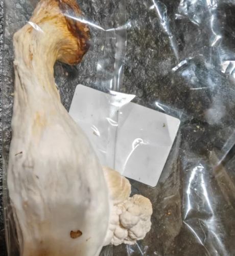 杏鮑菇保存時間