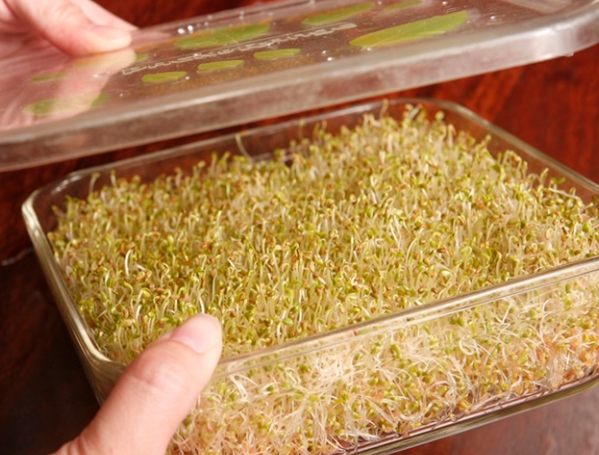 苜蓿芽種植步驟