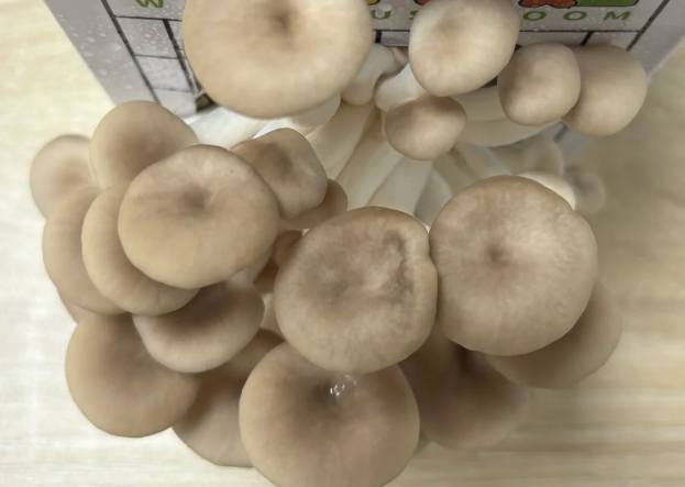 秀珍菇保存方法