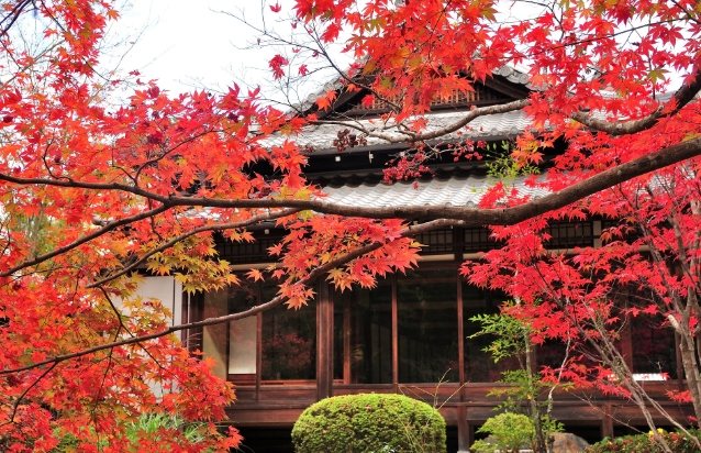 京都楓葉季節
