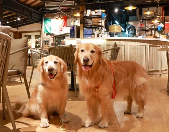 士林寵物餐廳推薦