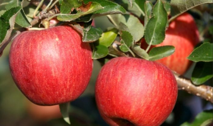 尿酸過高水果推薦