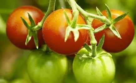 綠番茄好處