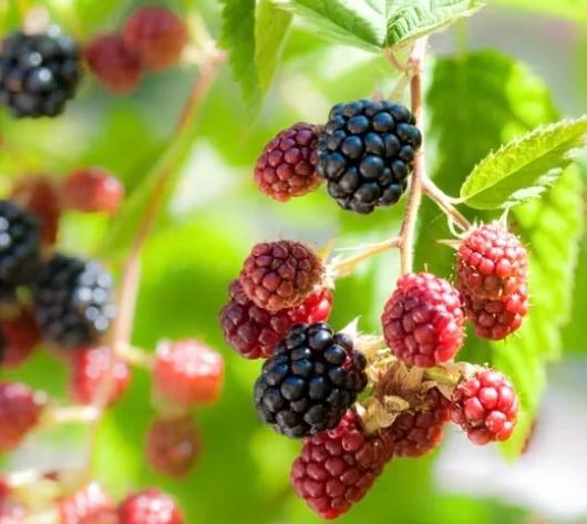 桑葚食用注意事項