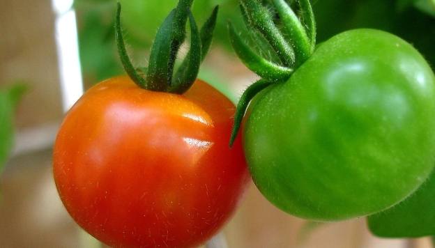 未成熟番茄食用