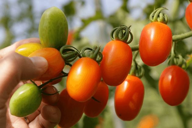 橘色番茄 紅色番茄 比較