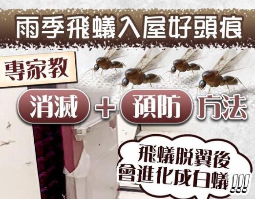 飛蟻入侵房間原因