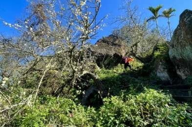 雞籠山大凍山登山