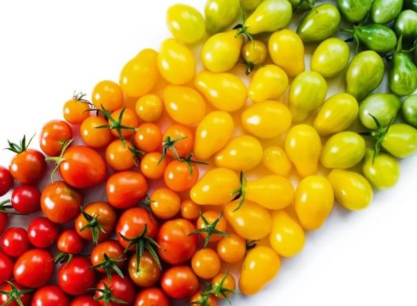 橘色番茄 紅色番茄 比較