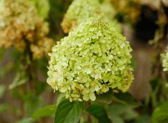 繡球花象征意義