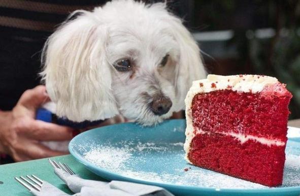 狗狗飲食禁忌