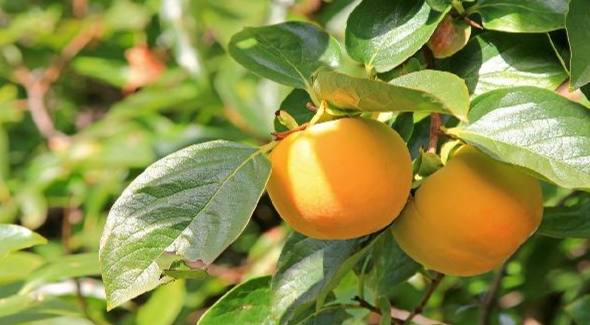 柿子食物相剋