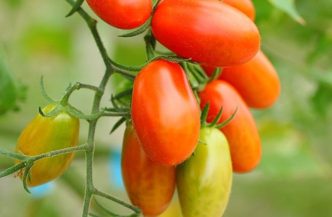 橘色番茄營養價值