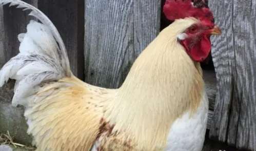 公雞母雞特徵差異