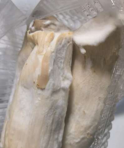 杏鮑菇變質跡象