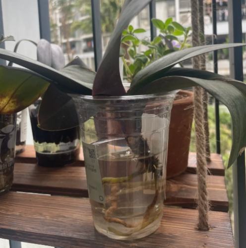 蝴蝶蘭開花後處理