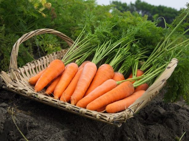 紅蘿蔔營養價值