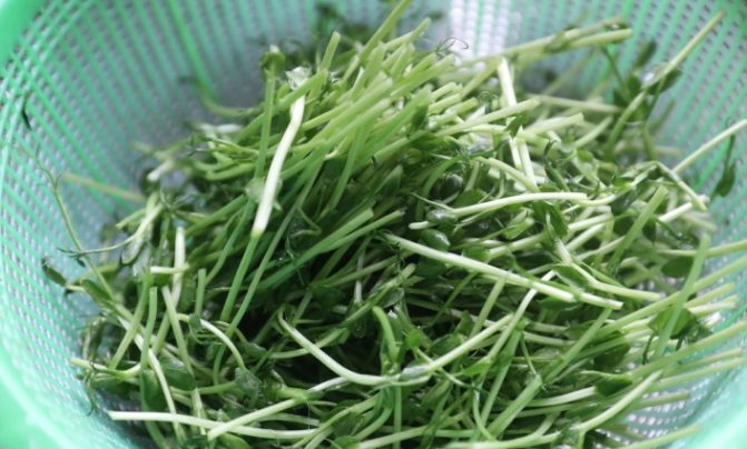 豌豆苗清洗方法