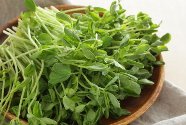 豌豆苗清洗方法