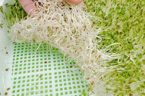 苜蓿芽種植方法