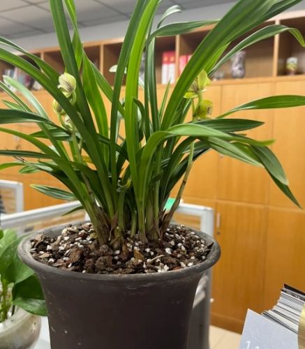 蘭花病虫害防治