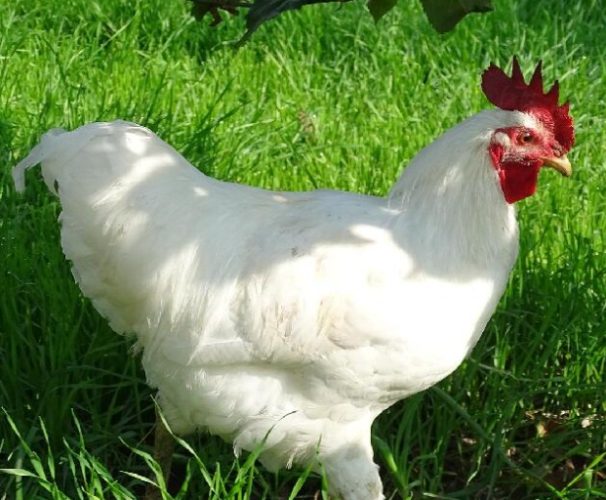 白斬雞選雞技巧