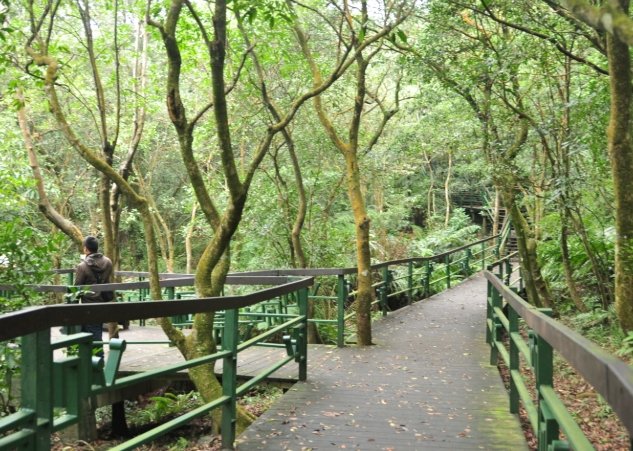 大崙頭森林步道