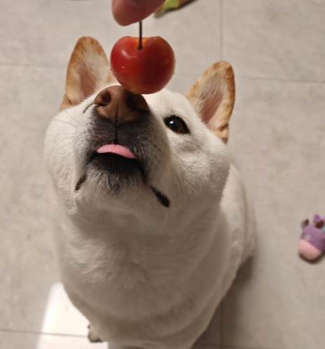 狗可以吃櫻桃嗎