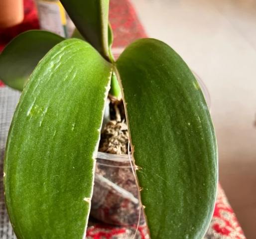 蝴蝶蘭葉子裂開預防