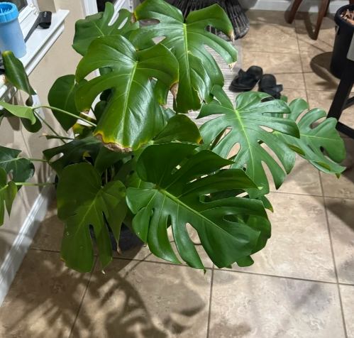 龜背芋照顧問題