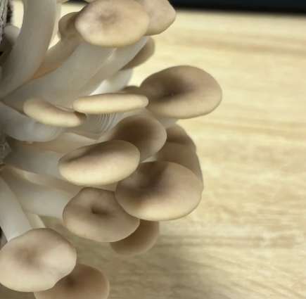 秀珍菇新鮮度判斷