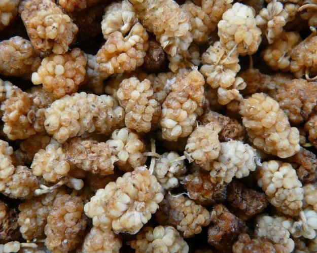 白桑子乾使用方法